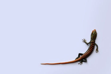 Little colorful lizards on the white background