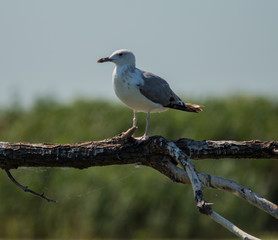 Wild seagull standing on a brench in Danube Delta 