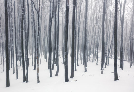 Winter in foggy frot forest with tree