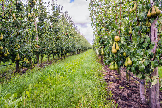 Ripening Conference pears in a modern Dutch orchard with espaliers