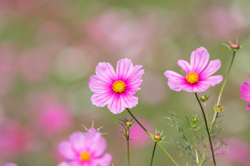 Obraz premium Kwiat kosmosu