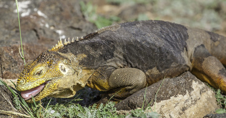 Galapagos land iguana eating grass, Galapagos islands