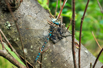 big dragonfly sitting on a tree