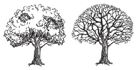 Bare trees. Two vector bare trees are hand  drawing  at doodle style © Song_mi