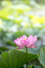 Fototapeta premium 蓮の花