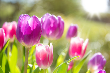 Pink and violet tulips growing outdoors