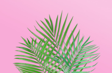 Tropical palm leaves on pink background. Minimal nature. Summer Styled.  Flat lay.  Image is...