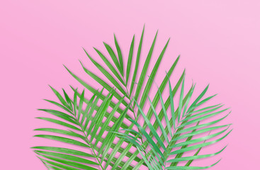 Tropical palm leaves on pink background. Minimal nature. Summer Styled.  Flat lay.  Image is approximately 5500 x 3600 pixels in size