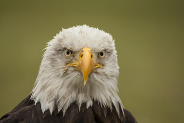 Fototapeta premium Bald Eagle portrait