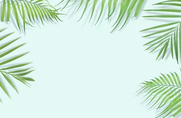 Crédence de cuisine en verre imprimé Palmier Feuilles de palmiers tropicaux sur fond bleu clair. Caractère minimal. Style d& 39 été. Mise à plat. La taille de l& 39 image est d& 39 environ 5 500 x 3 600 pixels