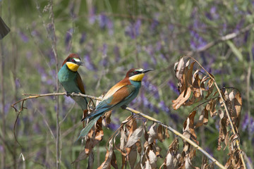 Bee-eater