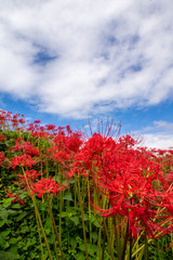 彼岸花と青空