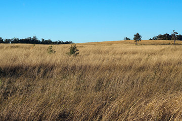 Obraz premium dry field and blue sky