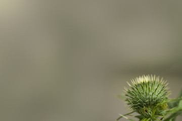 Thistle Bud Background