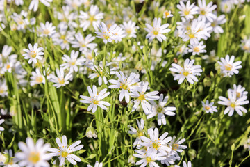 Forest flowers Stellaria