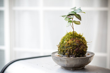 苔盆栽