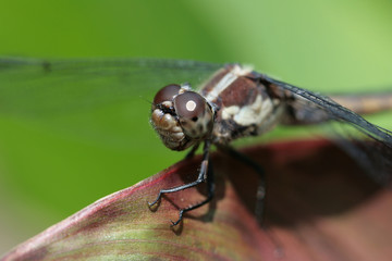 Brown Spiketail Dragonfly - Cordulegaster Bilineata