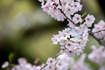 桜の花
