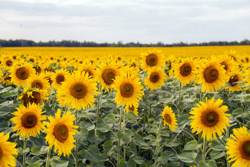 Fototapeta premium field of yellow sunflowers