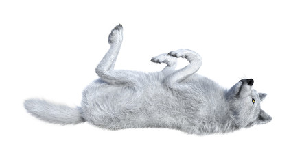 Fototapeta premium 3D Rendering Arctic Wolf on White