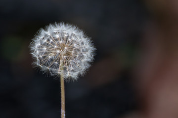 タンポポの綿毛