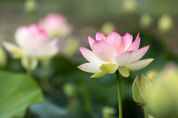 Fototapeta premium 蓮の花