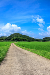 水田と田舎道