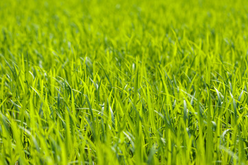 Fototapeta premium 水田