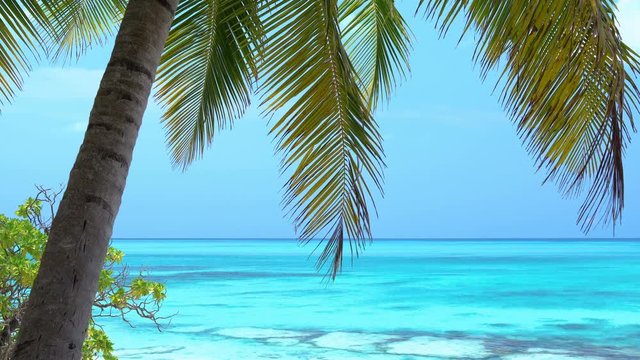 Tropical pristine beach with coconut palm and turquoise water, Maldives travel destination