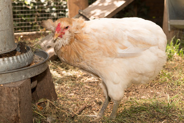hens and roosters looking for food and pecking in the hen house, at sunny day, close up, concept farming poultry
