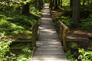 Narrow path lit by soft spring sunlight. Forest spring nature. Spring forest natural landscape with forest trees