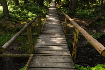 Narrow path lit by soft spring sunlight. Forest spring nature. Spring forest natural landscape with forest trees