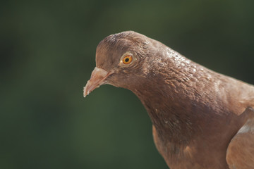 Dove portrait