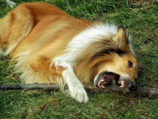 A dog plays with a stick on the grass