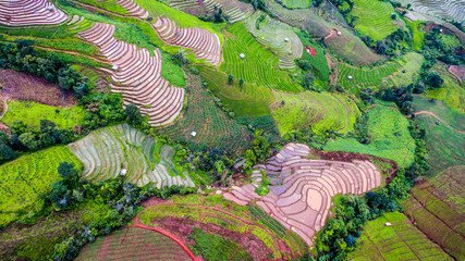 top view rice fields on terraced  , rice plantations , Chiangmai province , North of thailand