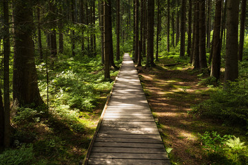 Narrow path lit by soft spring sunlight. Forest spring nature. Spring forest natural landscape with forest trees
