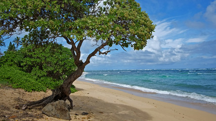 Strand_auf_Hawaii