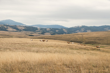 Cows in distance on a mountain field, grazing 