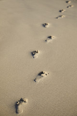 Footprints in sand on empty beach, close up