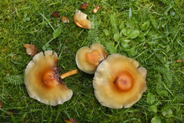 Braune Pilze auf einer Wiese