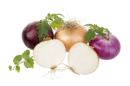 Variety of Onions Isolated   