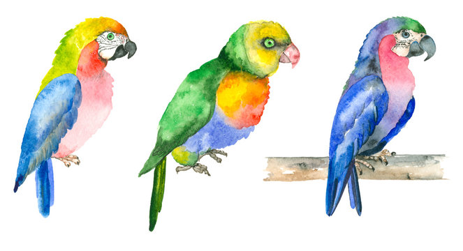 Watercolor hand drawn parrots