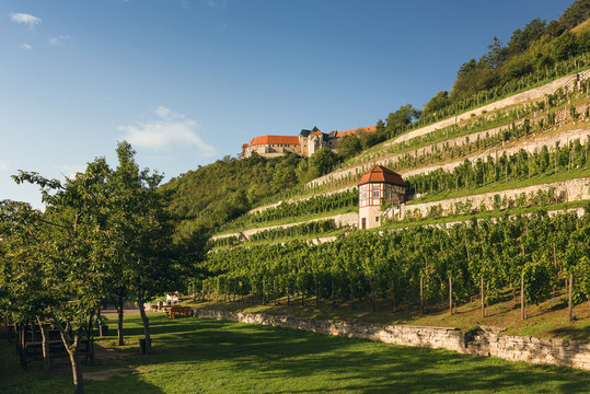 Weinberg und Weinberghaus im Saale-Unstrut-Gebiet mit Schloss Neuenburg im Hintergrund