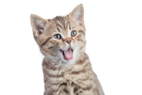 Surprised funny cat portrait isolated