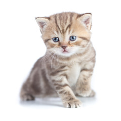 Young baby cat sitting isolated