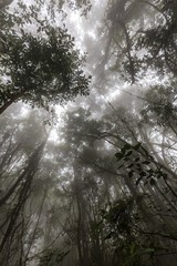 Fototapeta premium Misty Thailand jungle early morning