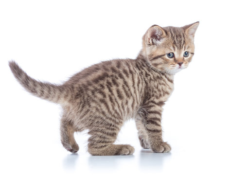 Young tabby cat side view. Walking kitten isolated.