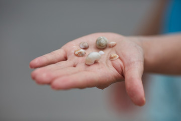 Shells kept in hand. 