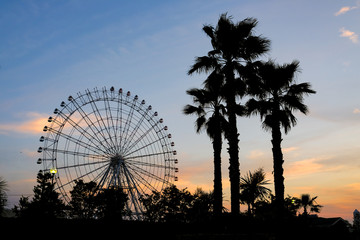 Fototapeta premium 夕方の観覧車とヤシの木