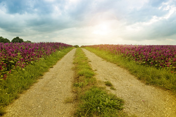 Fototapeta na wymiar pathway between fields of purple flowers